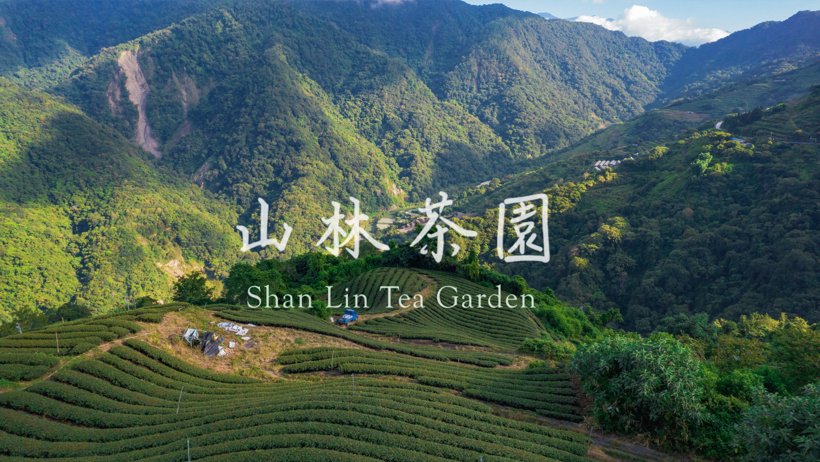 高山紅茶